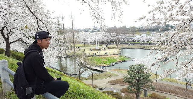 Hanami festival Melihat Bunga Sakura di Jepang